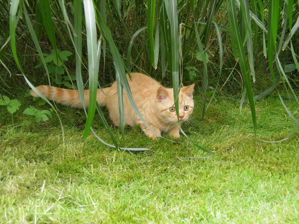 British Shorthair Lady Xiera's Red Alert (Meeko) billede 8