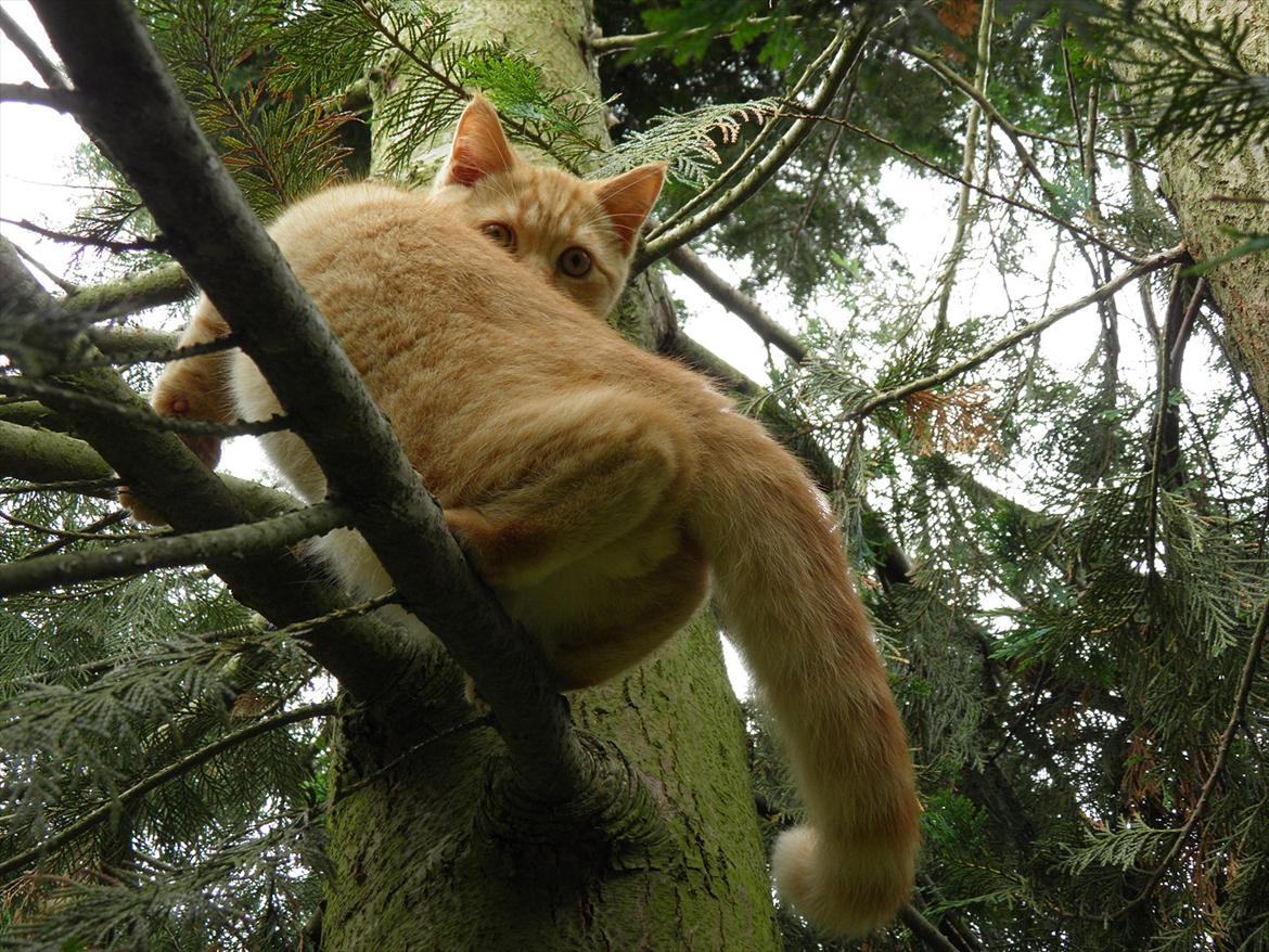British Shorthair Lady Xiera's Red Alert (Meeko) billede 9