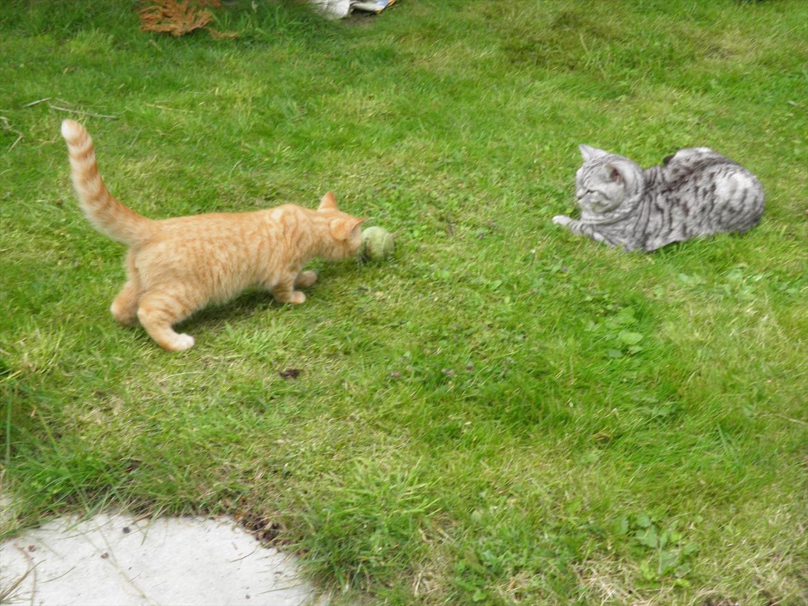 British Shorthair Lady Xiera's Red Alert (Meeko) - Meeko og Bailey billede 10