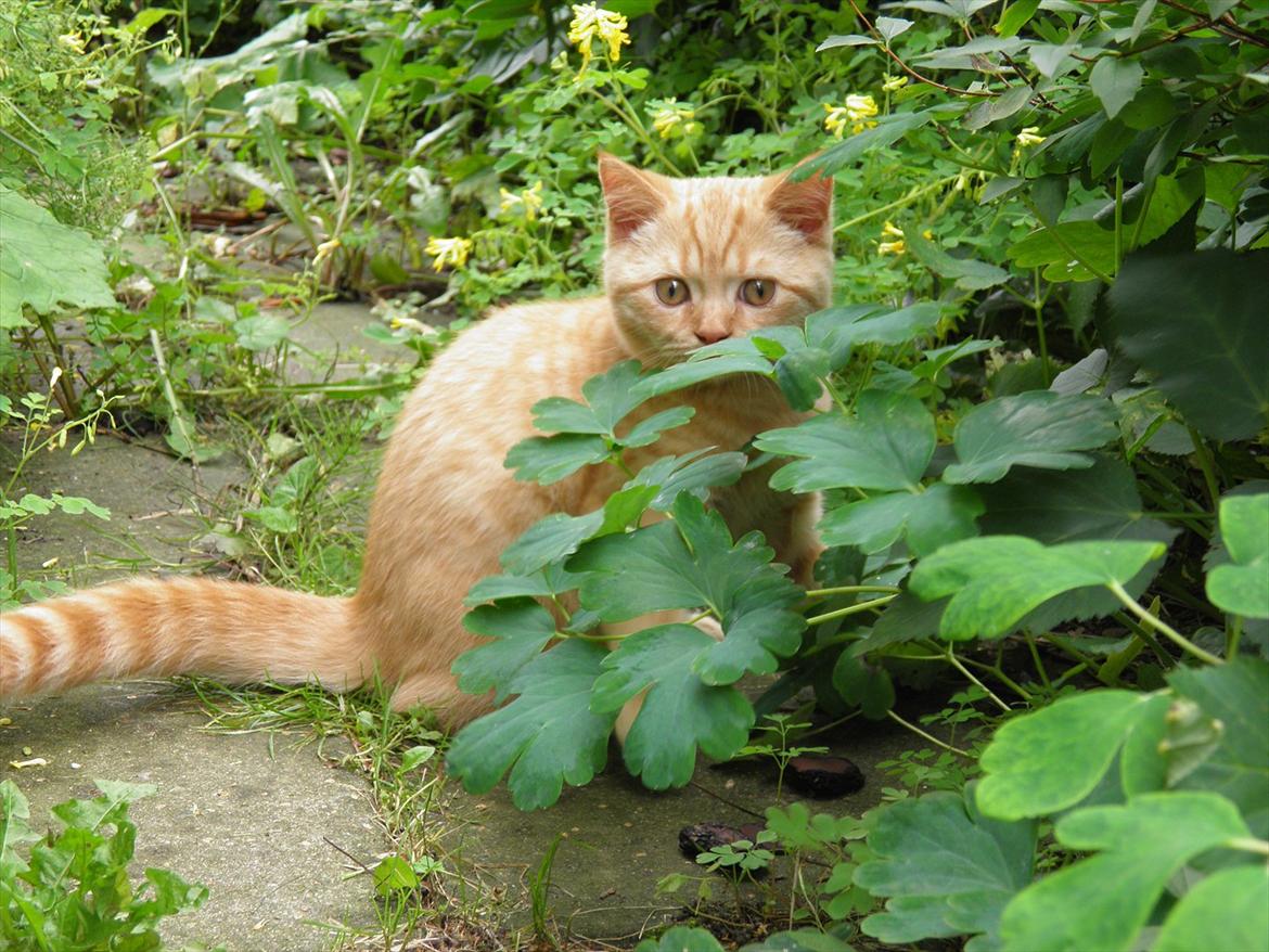 British Shorthair Lady Xiera's Red Alert (Meeko) billede 11