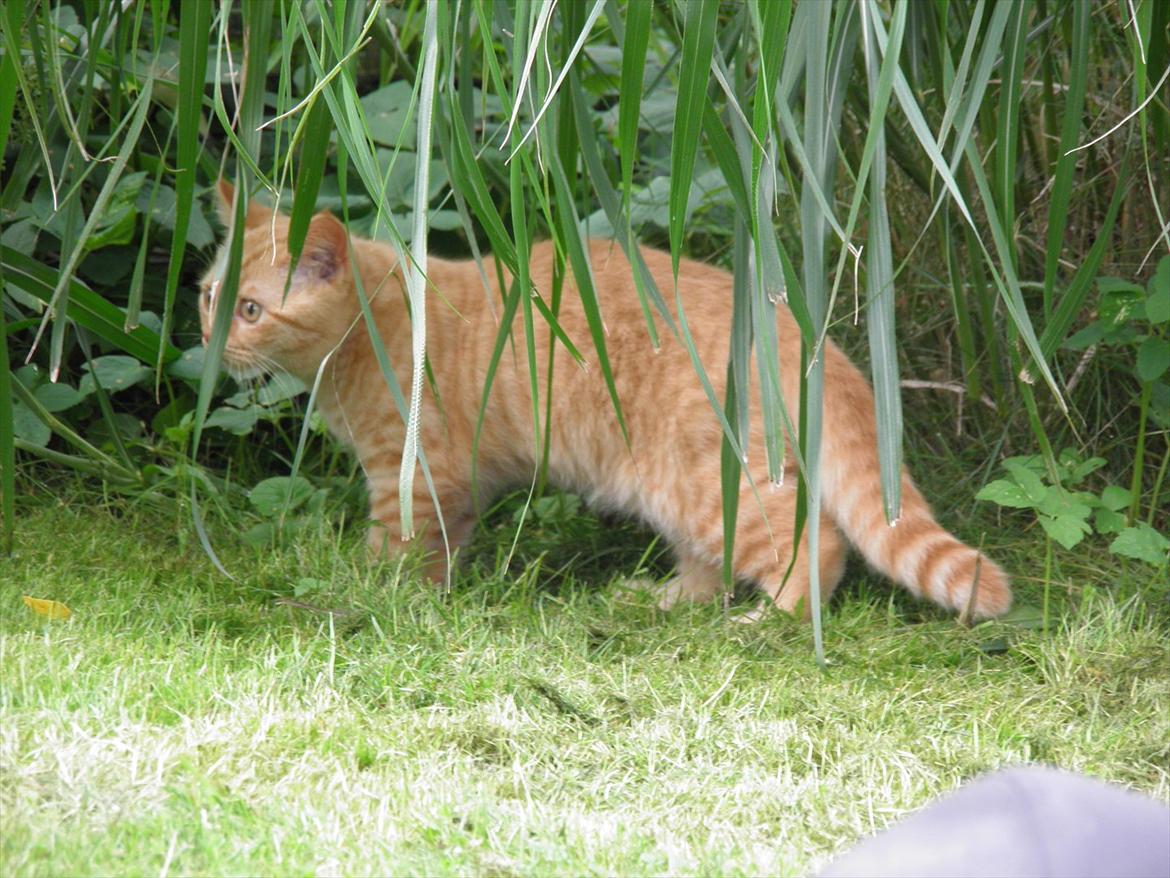 British Shorthair Lady Xiera's Red Alert (Meeko) billede 12