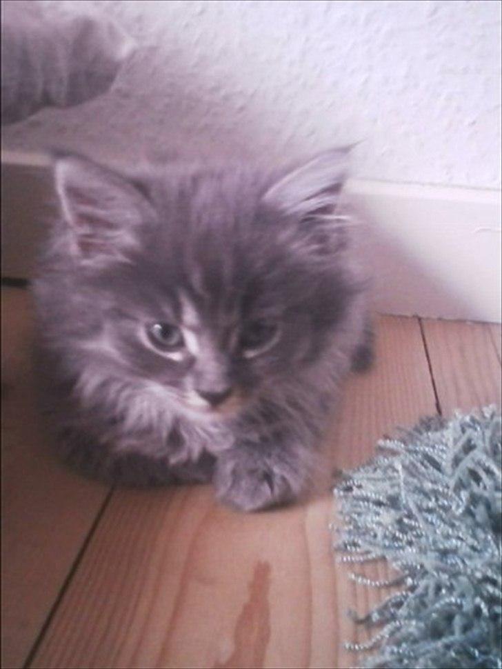 Blanding af racer Irina Shayk billede 6