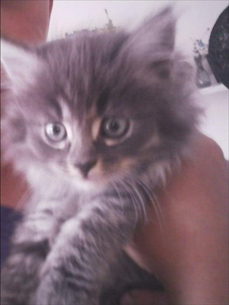 Blanding af racer Irina Shayk billede 7