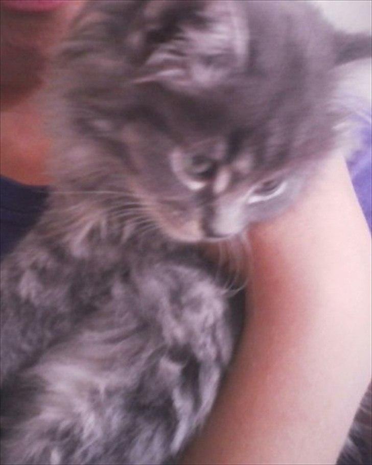 Blanding af racer Irina Shayk billede 8