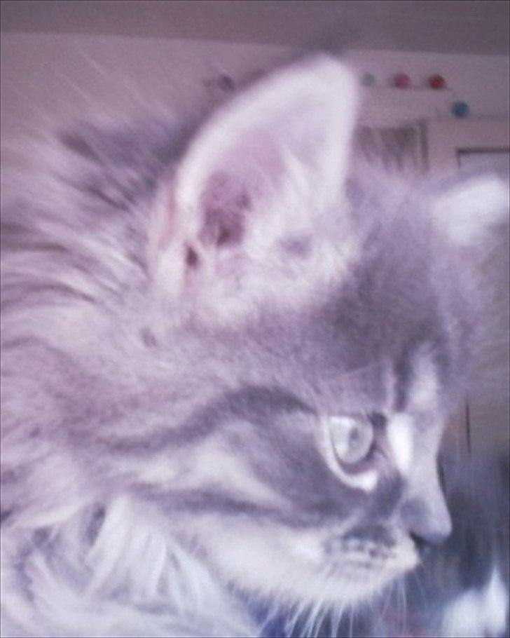 Blanding af racer Irina Shayk billede 9