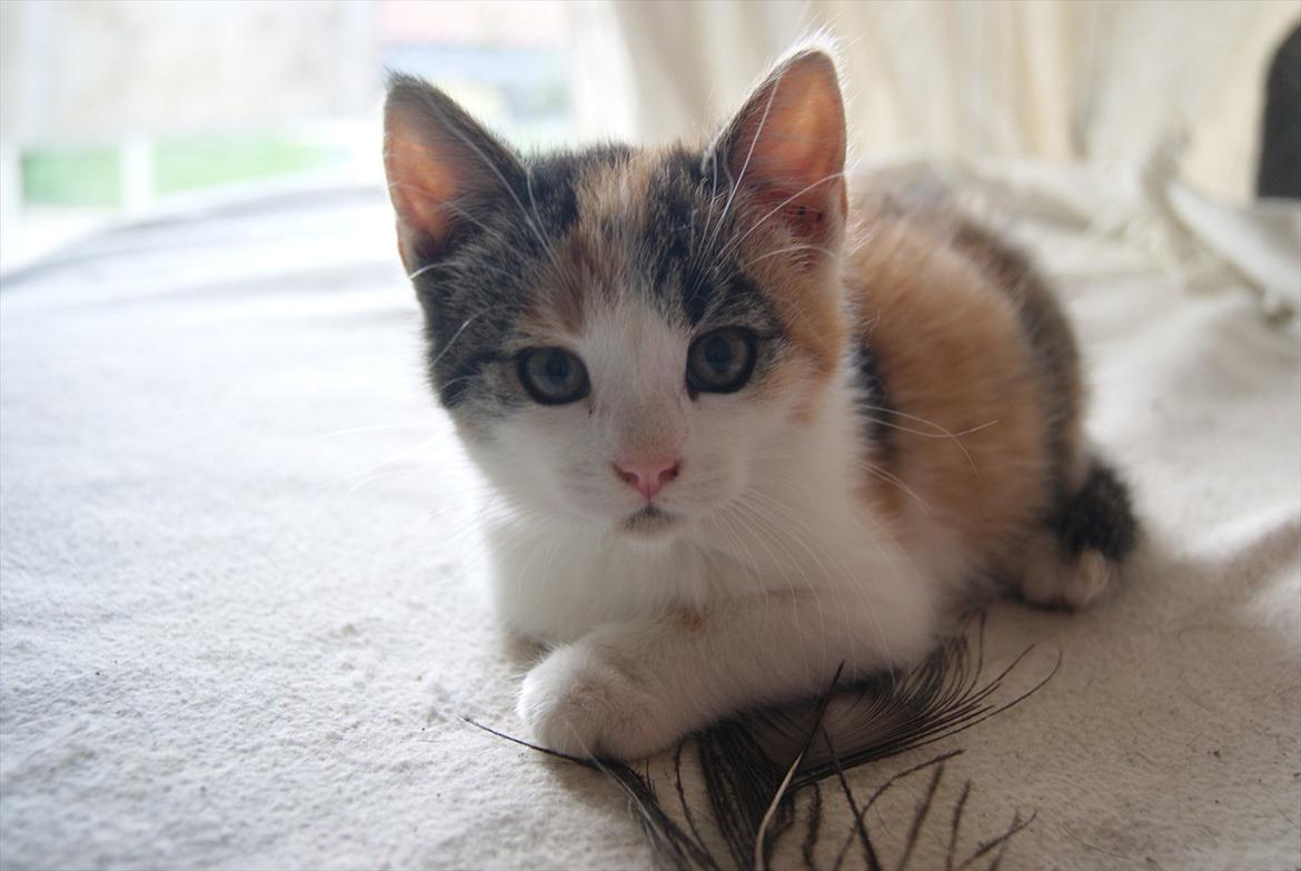 Huskat Magnifique billede 1