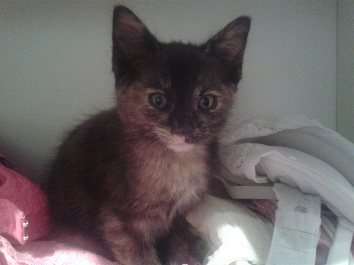 Huskat Milo billede 1