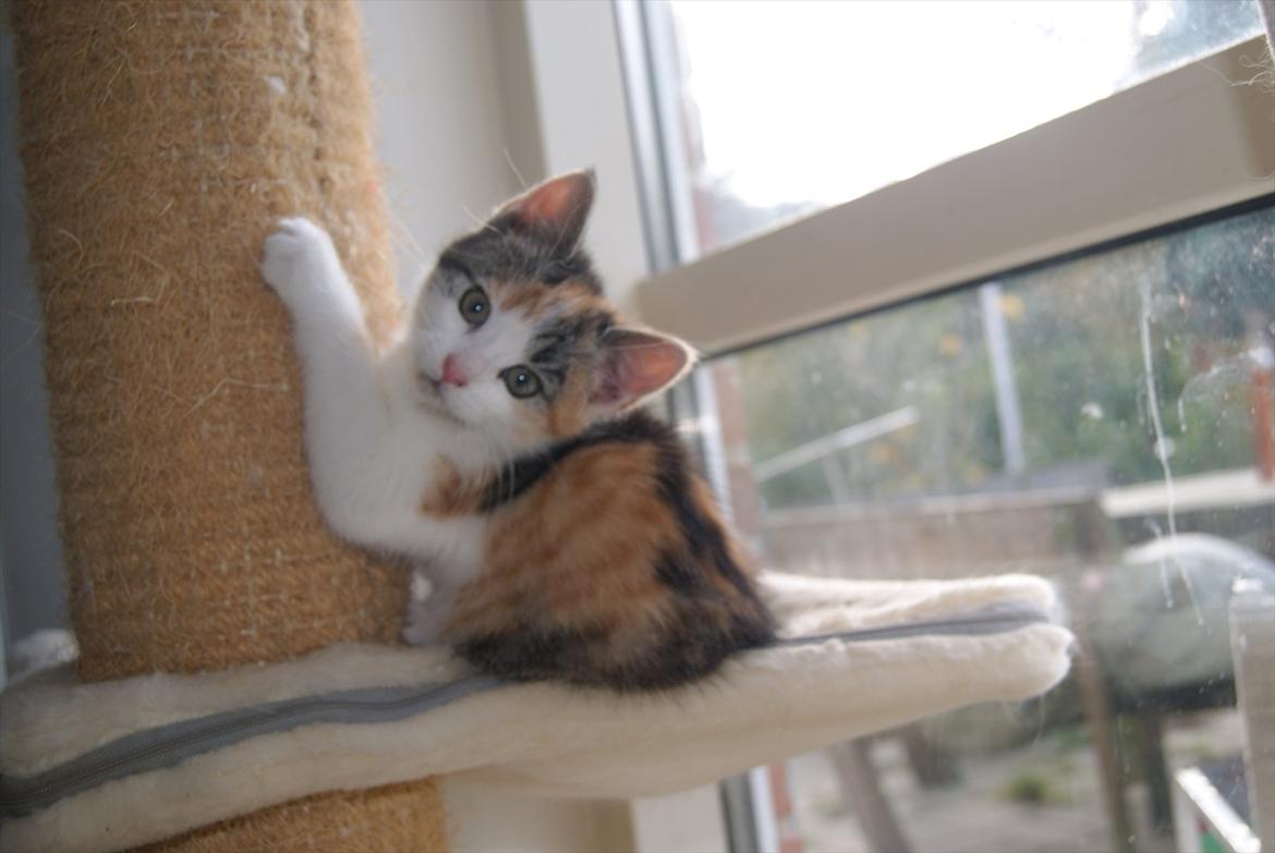 Huskat Magnifique billede 2