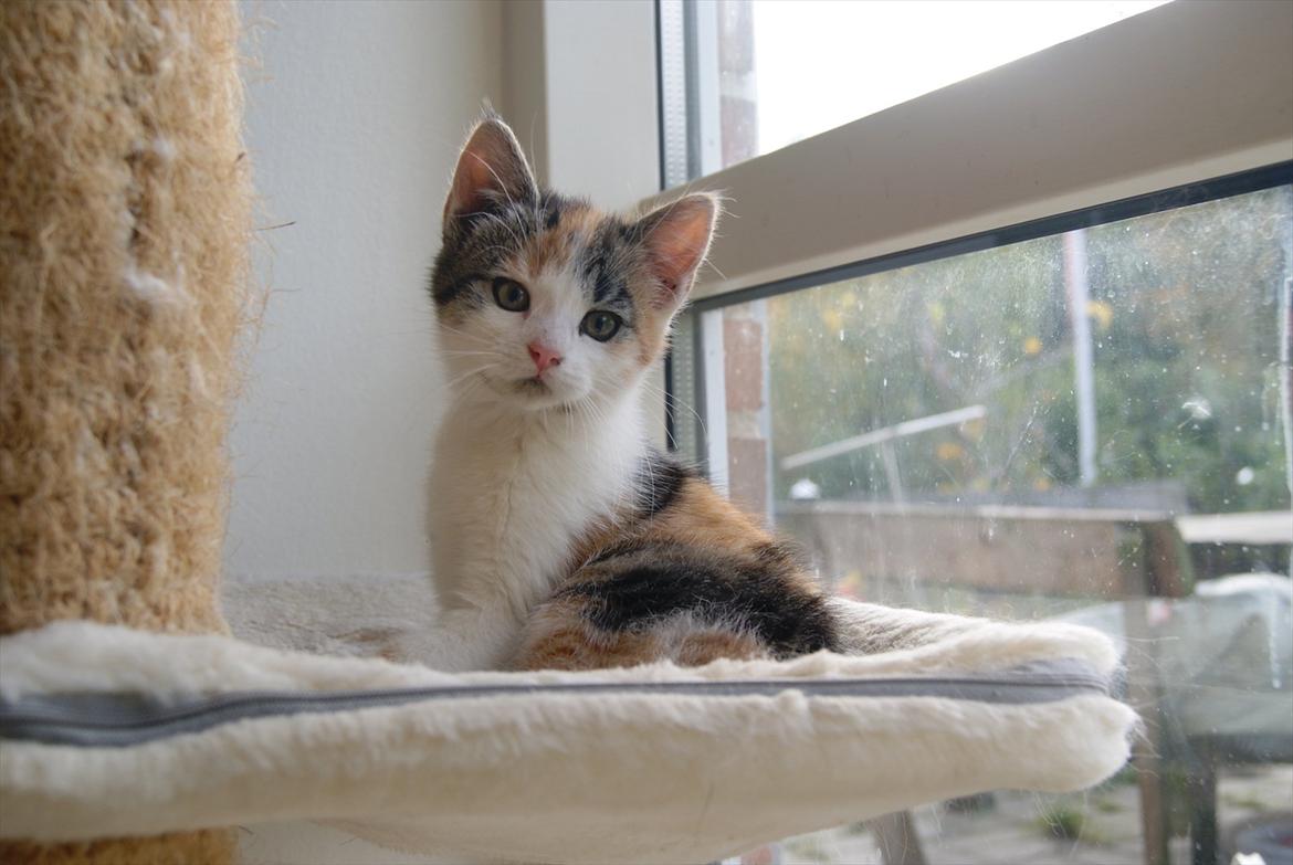 Huskat Magnifique billede 3