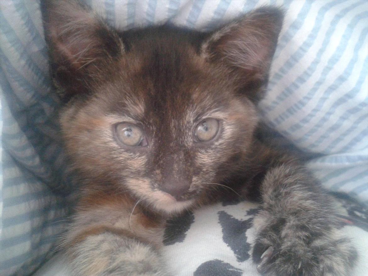 Huskat Milo billede 2