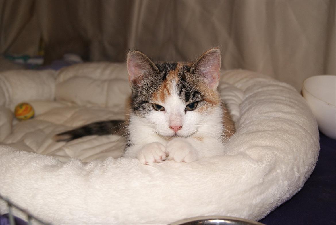 Huskat Magnifique billede 4