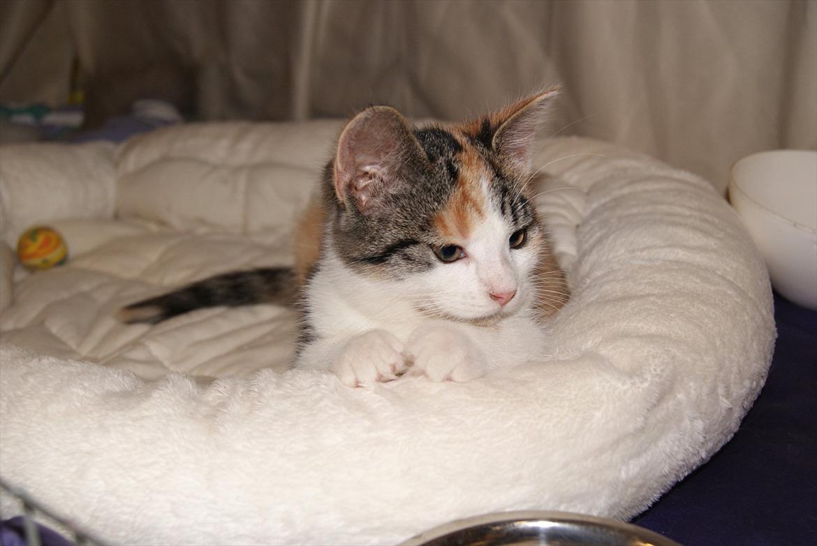 Huskat Magnifique billede 5