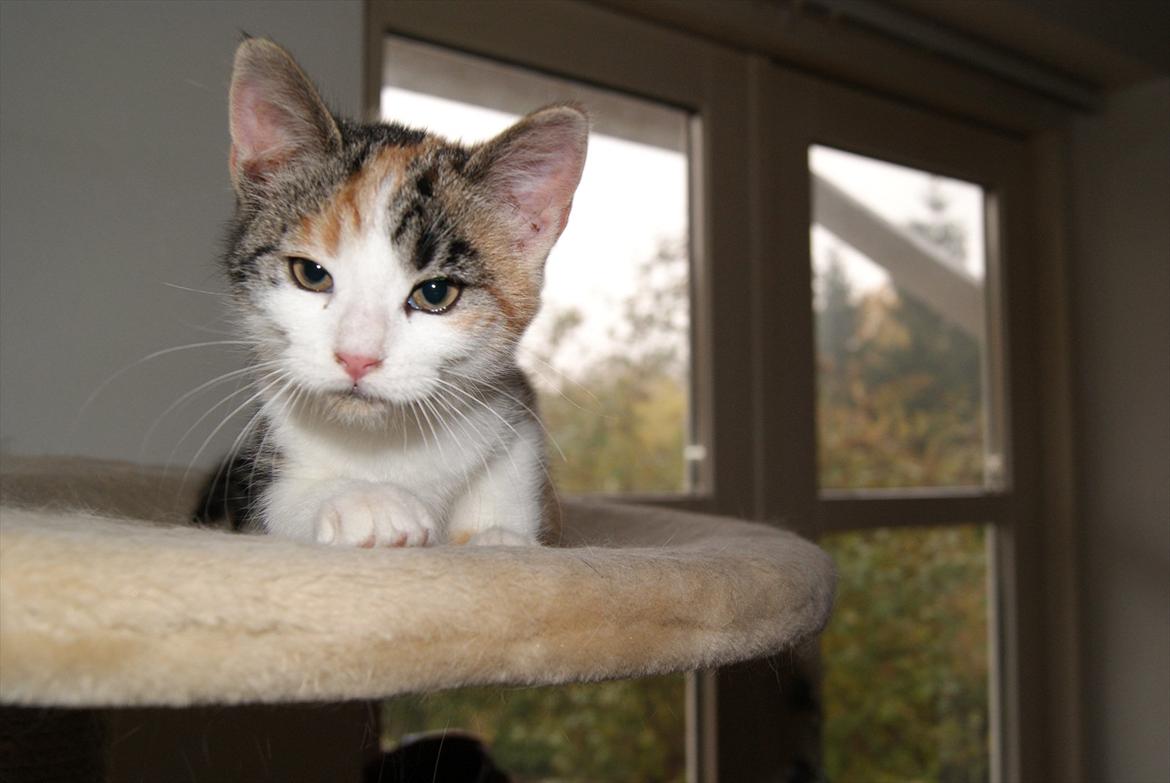 Huskat Magnifique billede 6