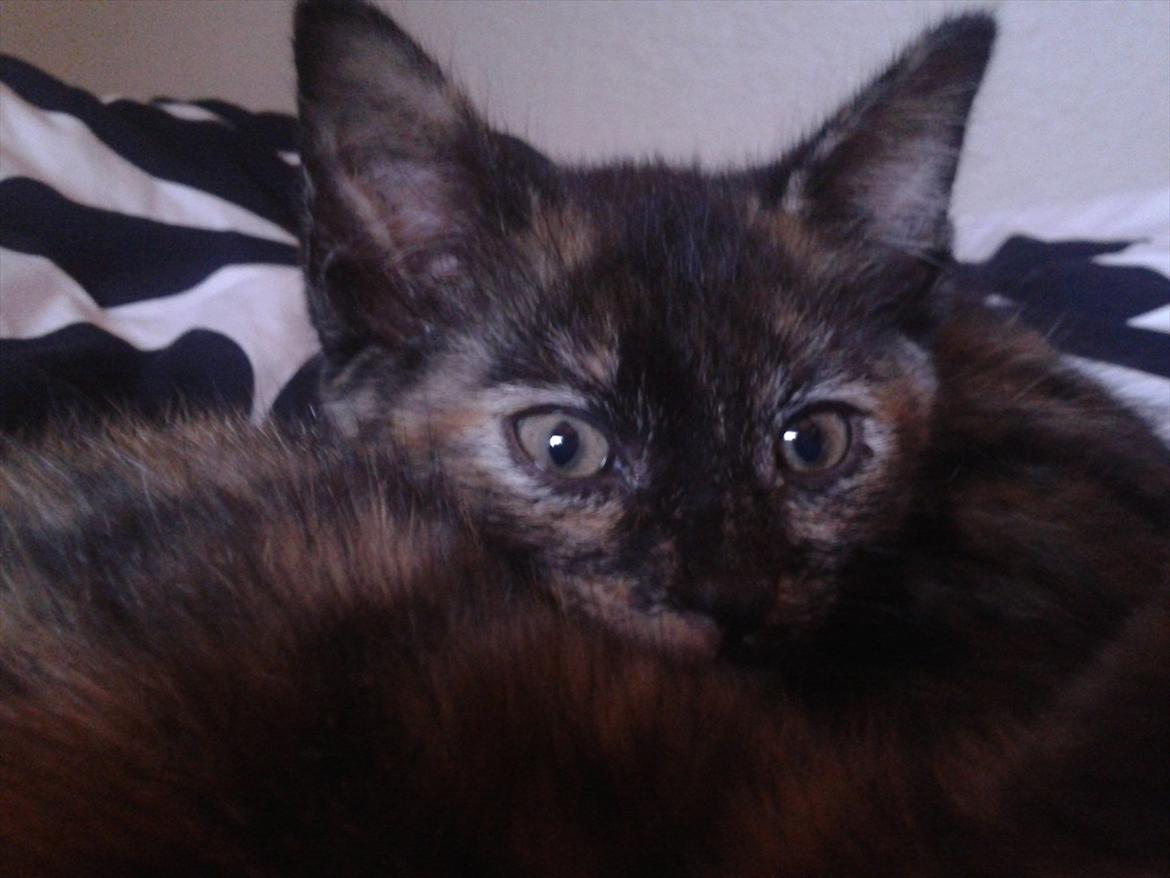 Huskat Milo billede 3