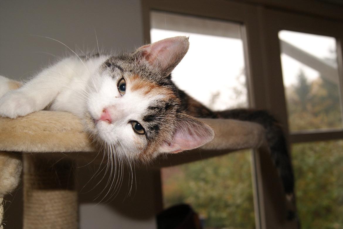 Huskat Magnifique billede 7