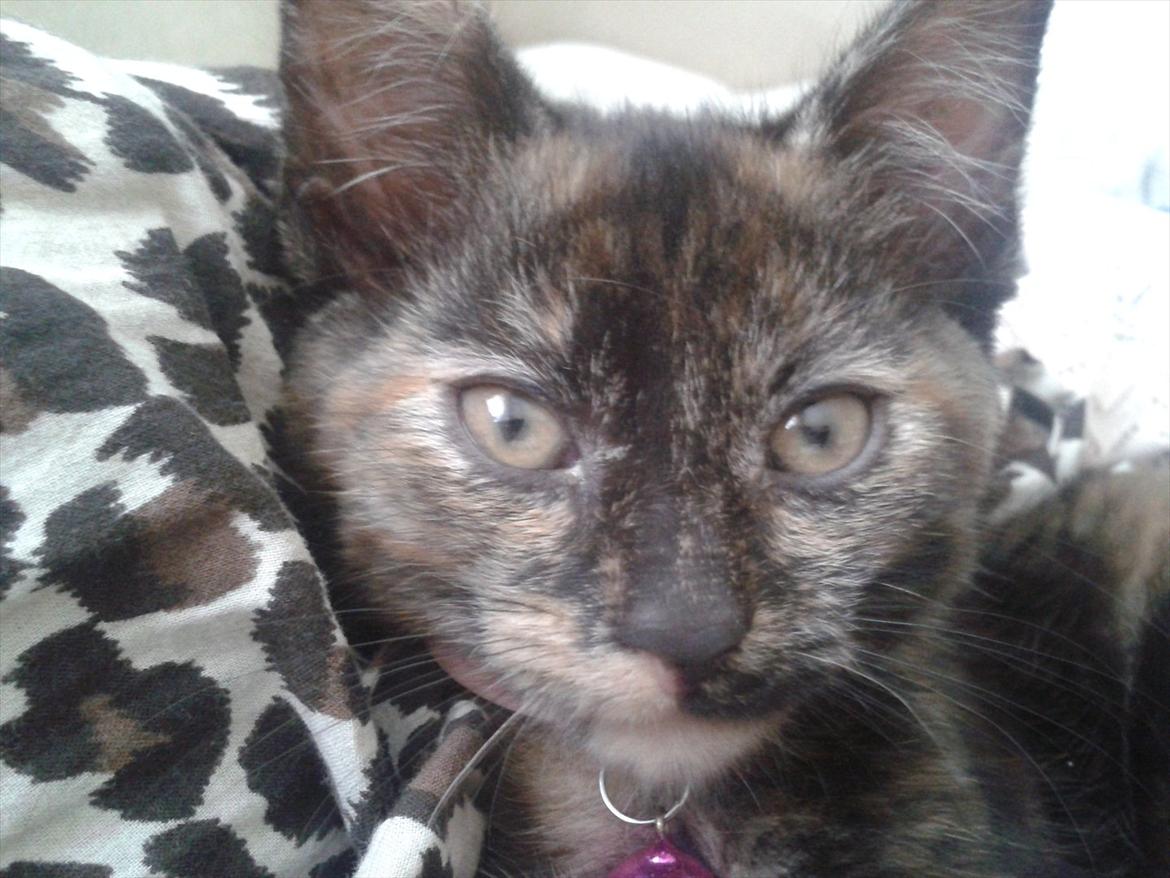 Huskat Milo billede 4