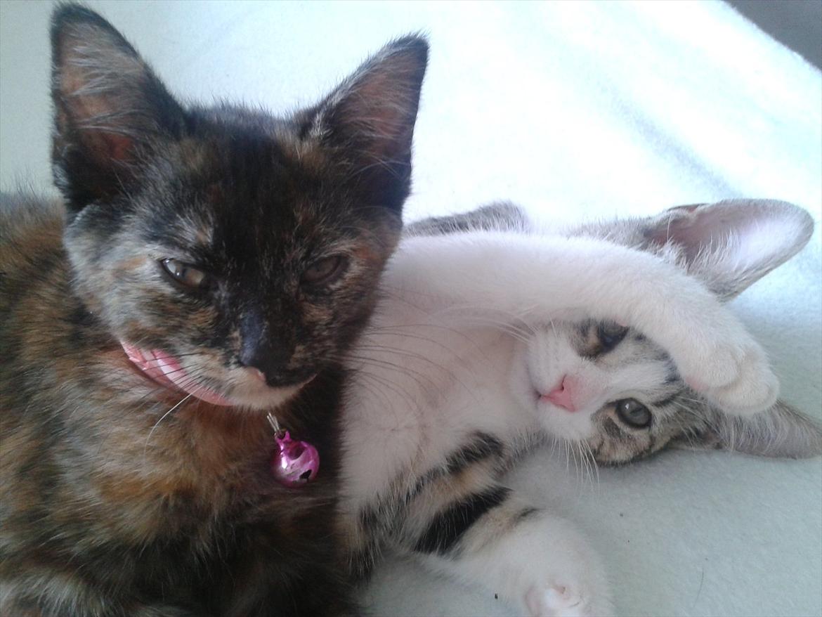 Huskat Milo billede 5