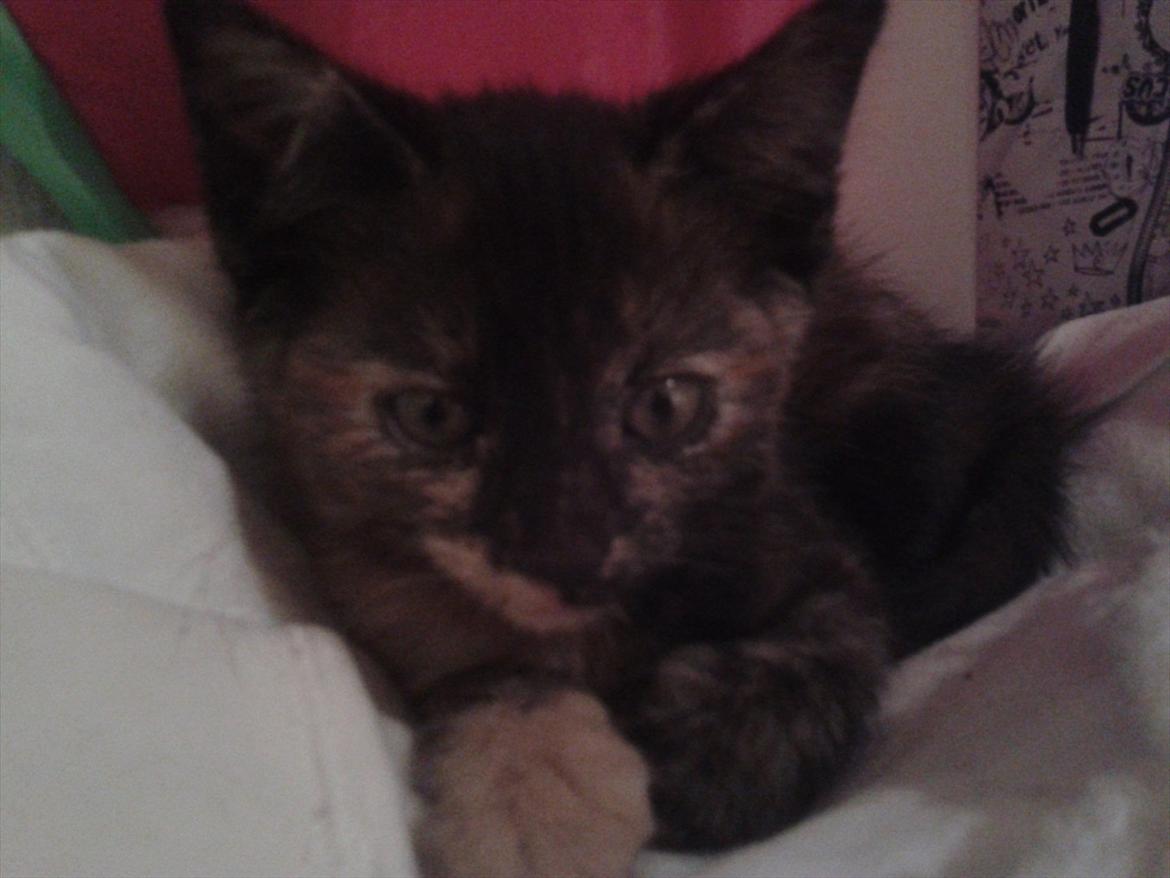 Huskat Milo billede 6