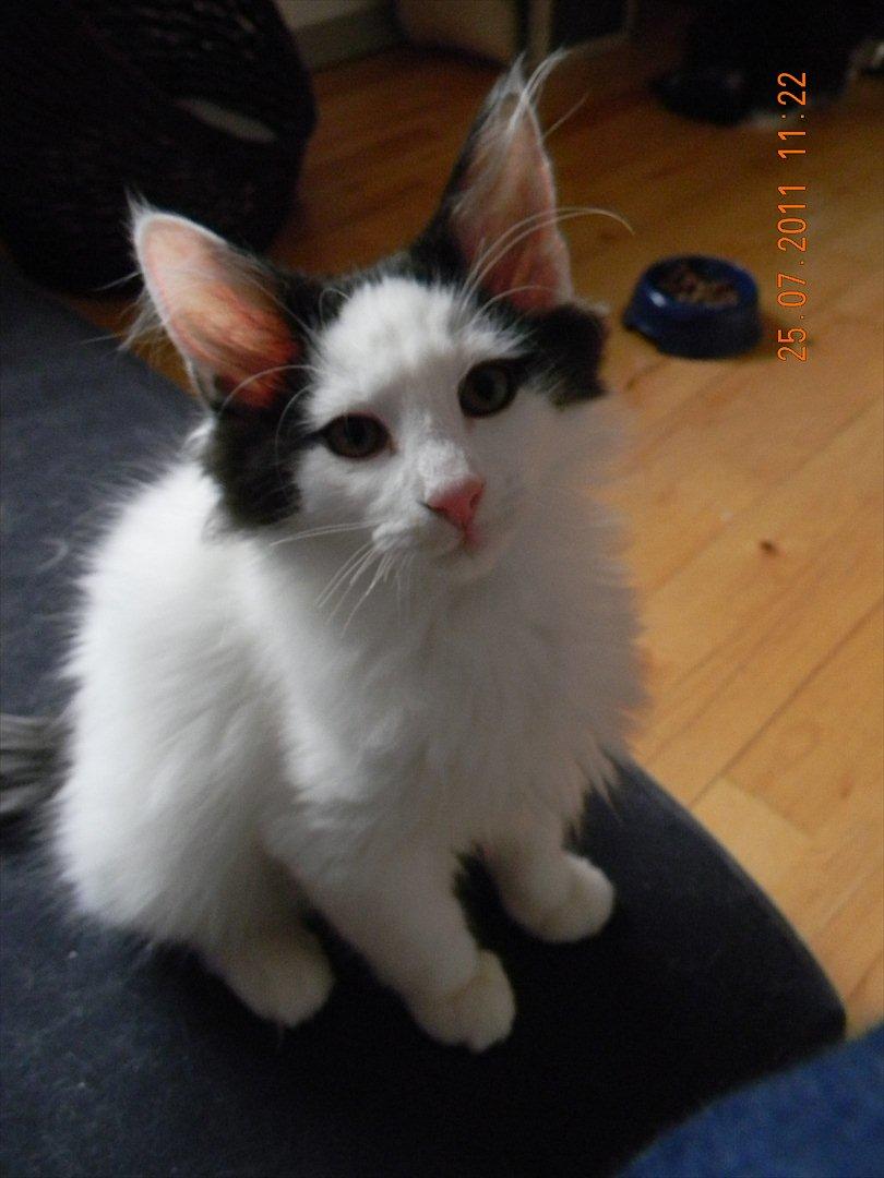 Norsk Skovkat †Wahkan Cheveyo (foder-vært)† billede 18