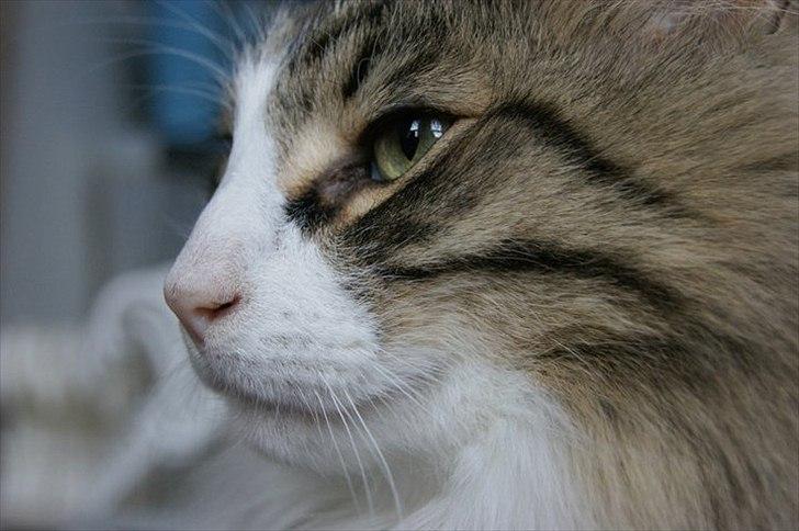 Norsk Skovkat Don Juan billede 6