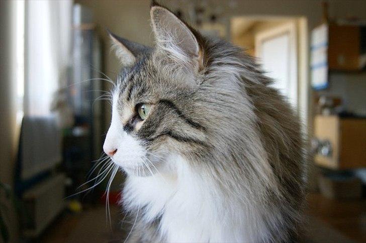 Norsk Skovkat Don Juan billede 5