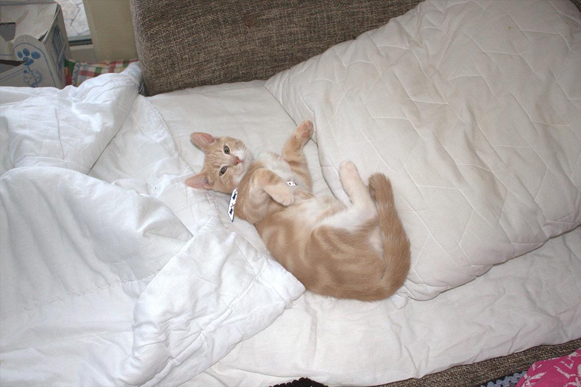 Huskat Miccio billede 1