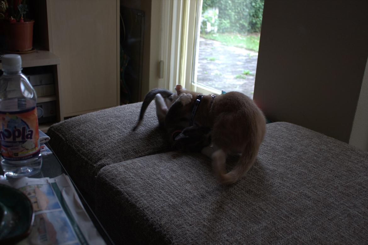 Huskat Miccio billede 2