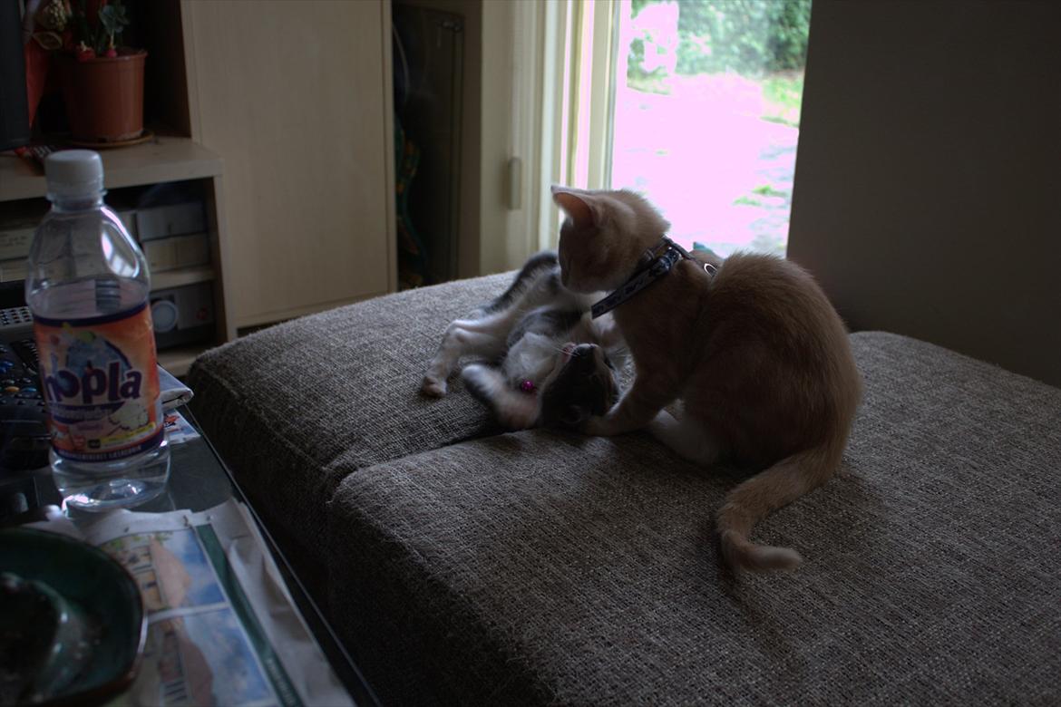 Huskat Miccio billede 3