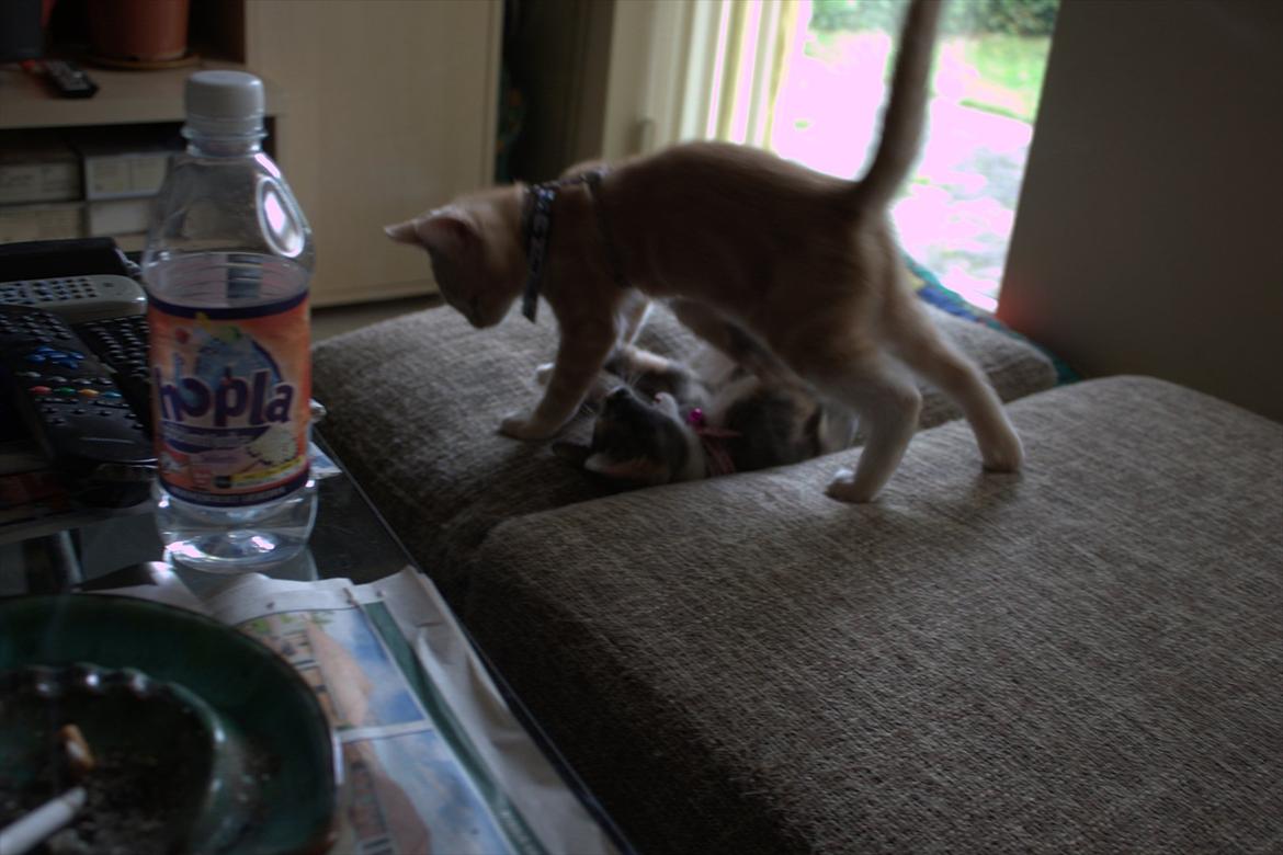 Huskat Miccio billede 4