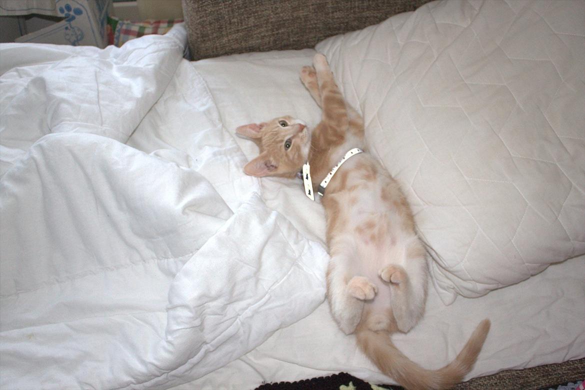 Huskat Miccio billede 5