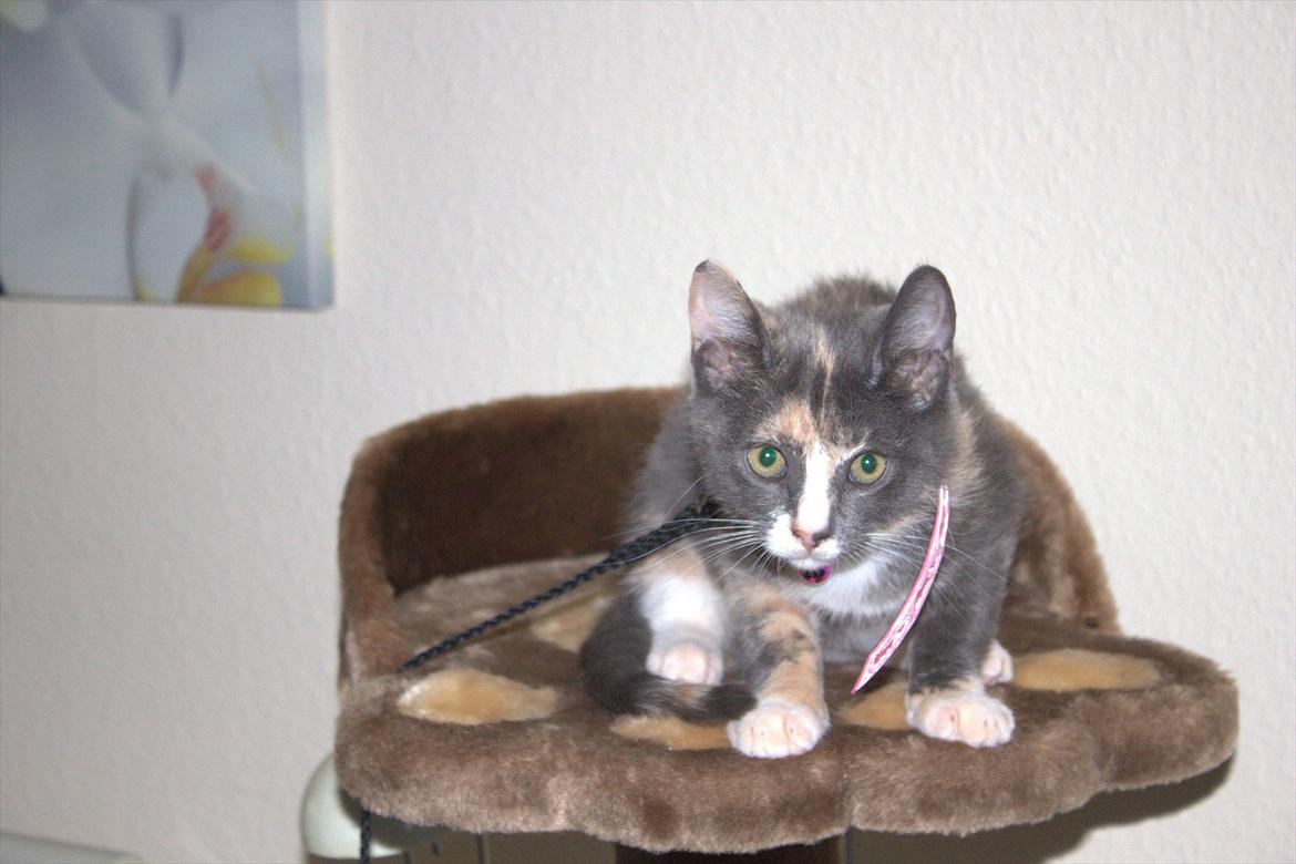 Huskat Cloee - Cloee billede 2