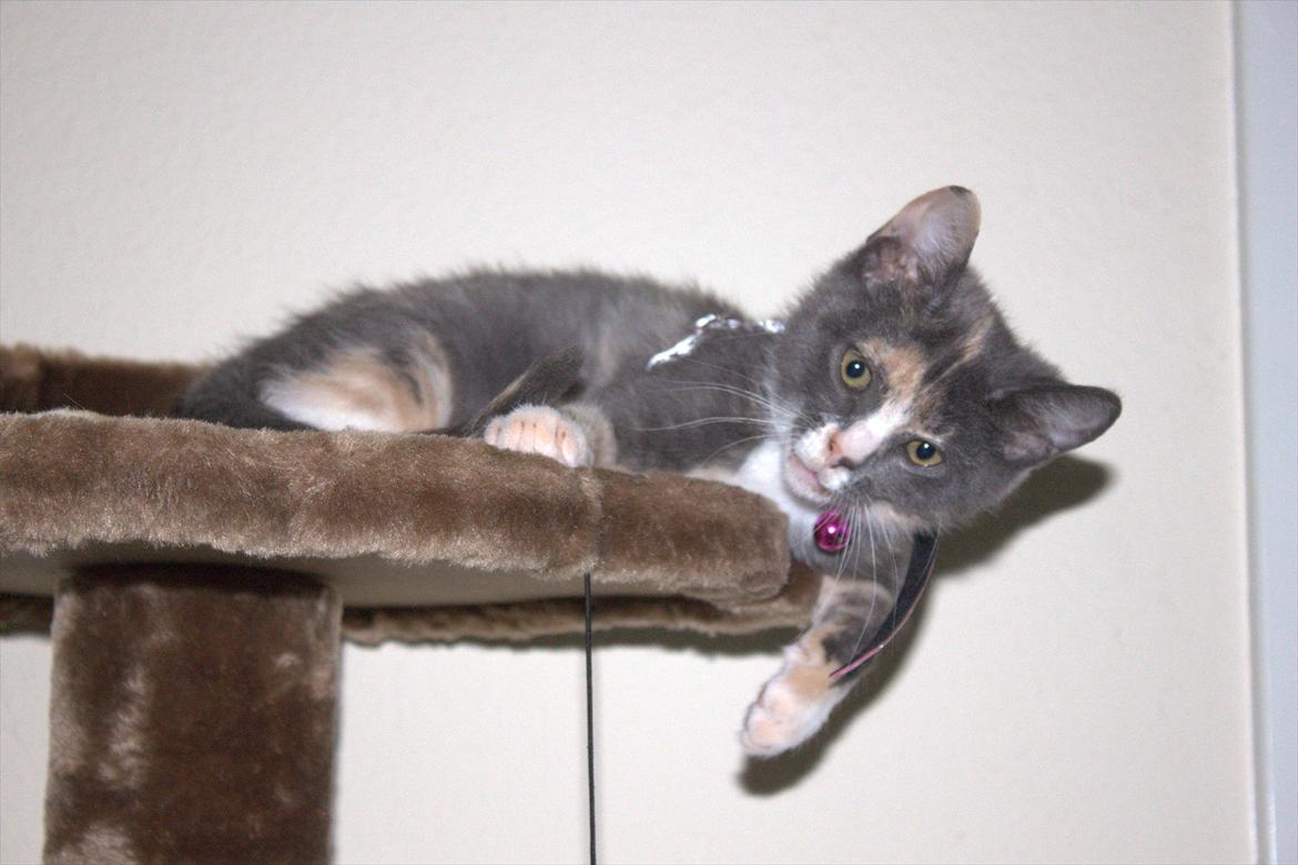 Huskat Cloee - Cloee billede 3