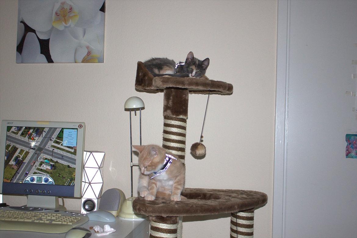 Huskat Cloee - Cloee og Miccio billede 4