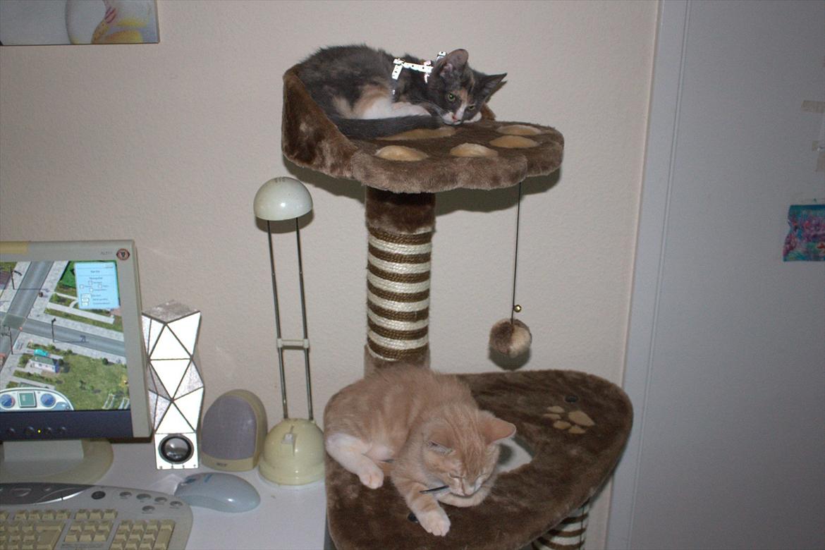 Huskat Cloee - Cloee og Miccio billede 5