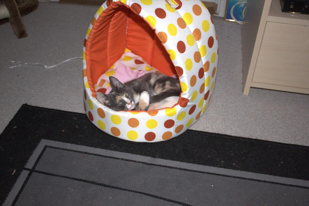 Huskat Cloee - Cloee i seng billede 6