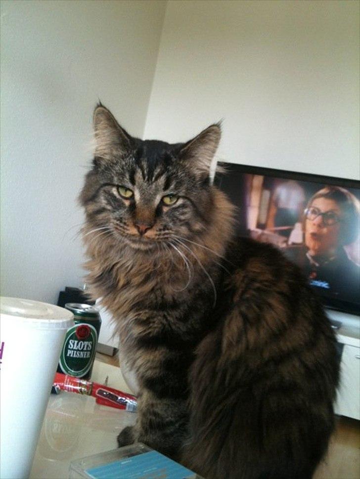 Maine Coon muffe - fredag den 29juli. 9mdr. gammel og 5kg. tung:) billede 13