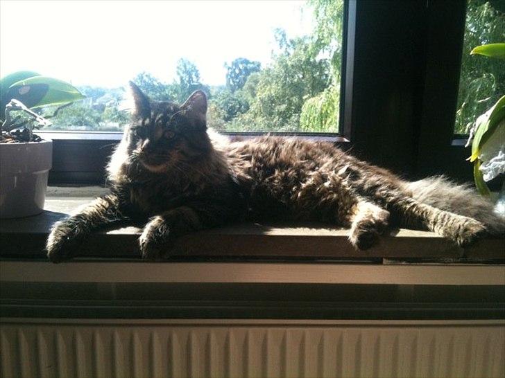 Maine Coon muffe billede 14