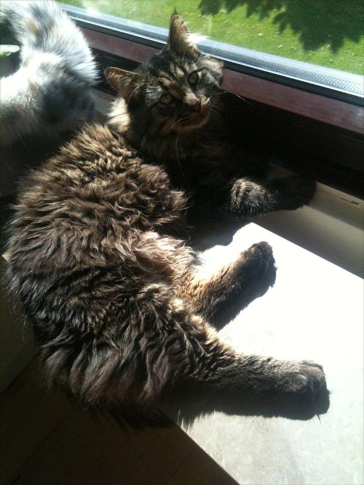 Maine Coon muffe billede 15