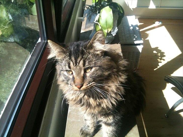 Maine Coon muffe billede 11