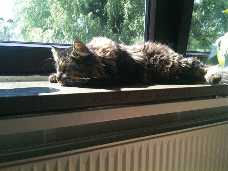 Maine Coon muffe billede 9