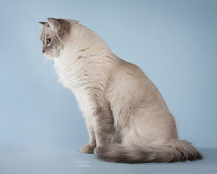 Ragdoll DK Wrensted Garcon Dolly - Billedet er taget af Susanne fra Felicious Studios i 2009. billede 9