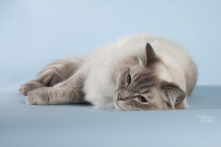 Ragdoll DK Wrensted Garcon Dolly - Billedet er taget af Susanne fra Felicious Studios i 2009. billede 10