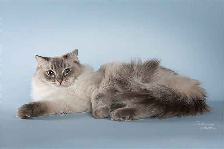 Ragdoll DK Wrensted Garcon Dolly - Billedet er taget af Susanne fra Felicious Studios i 2009. billede 11