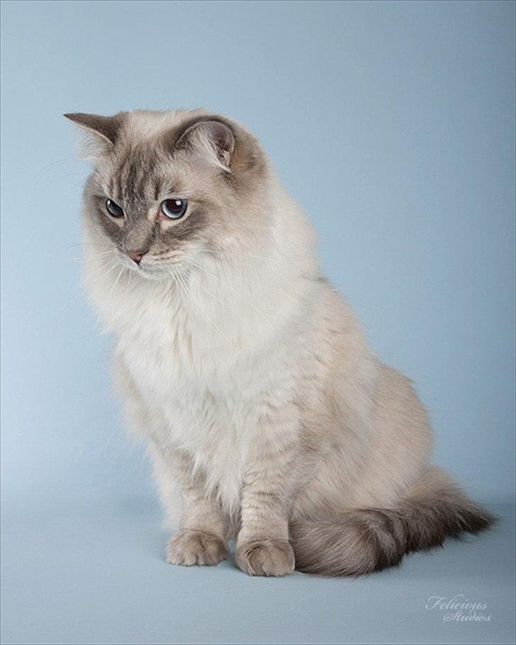 Ragdoll DK Wrensted Garcon Dolly - Billedet er taget af Susanne fra Felicious Studios i 2009. billede 12