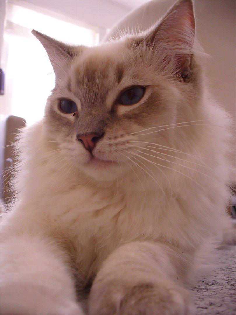 Ragdoll DK Wrensted Garcon Dolly billede 13