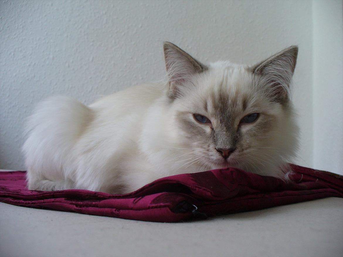 Ragdoll DK Wrensted Garcon Dolly billede 14