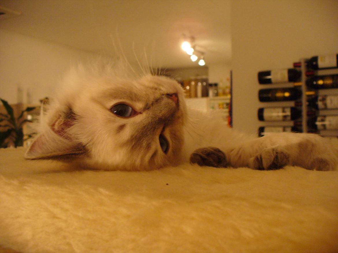 Ragdoll DK Wrensted Garcon Dolly billede 15