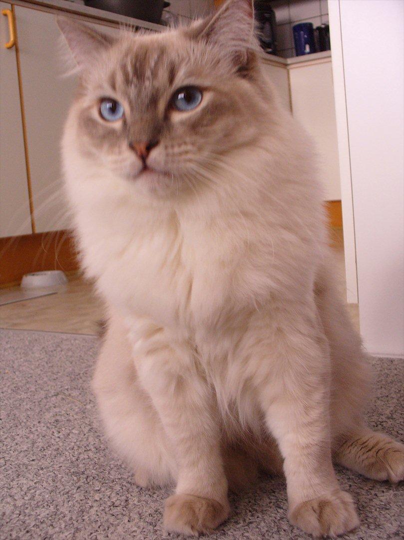 Ragdoll DK Wrensted Garcon Dolly billede 16