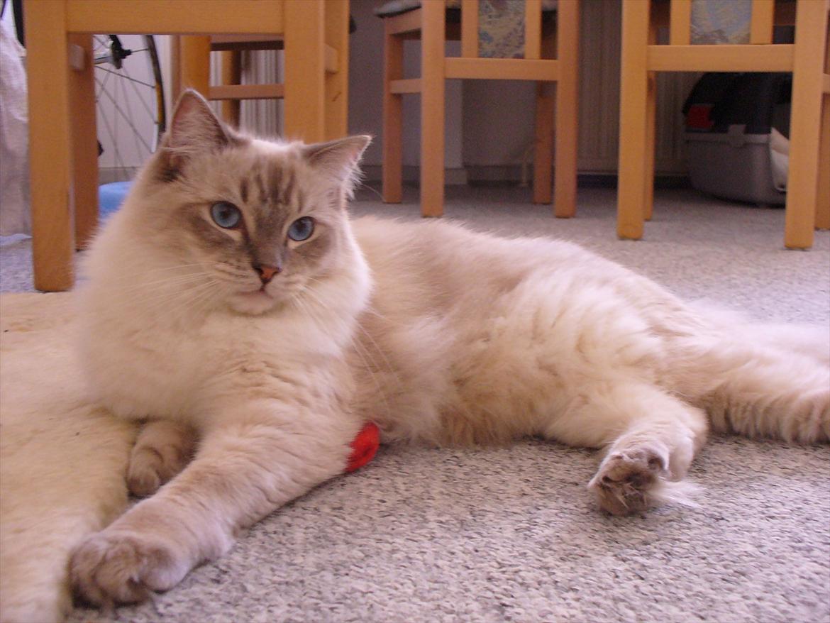 Ragdoll DK Wrensted Garcon Dolly billede 17