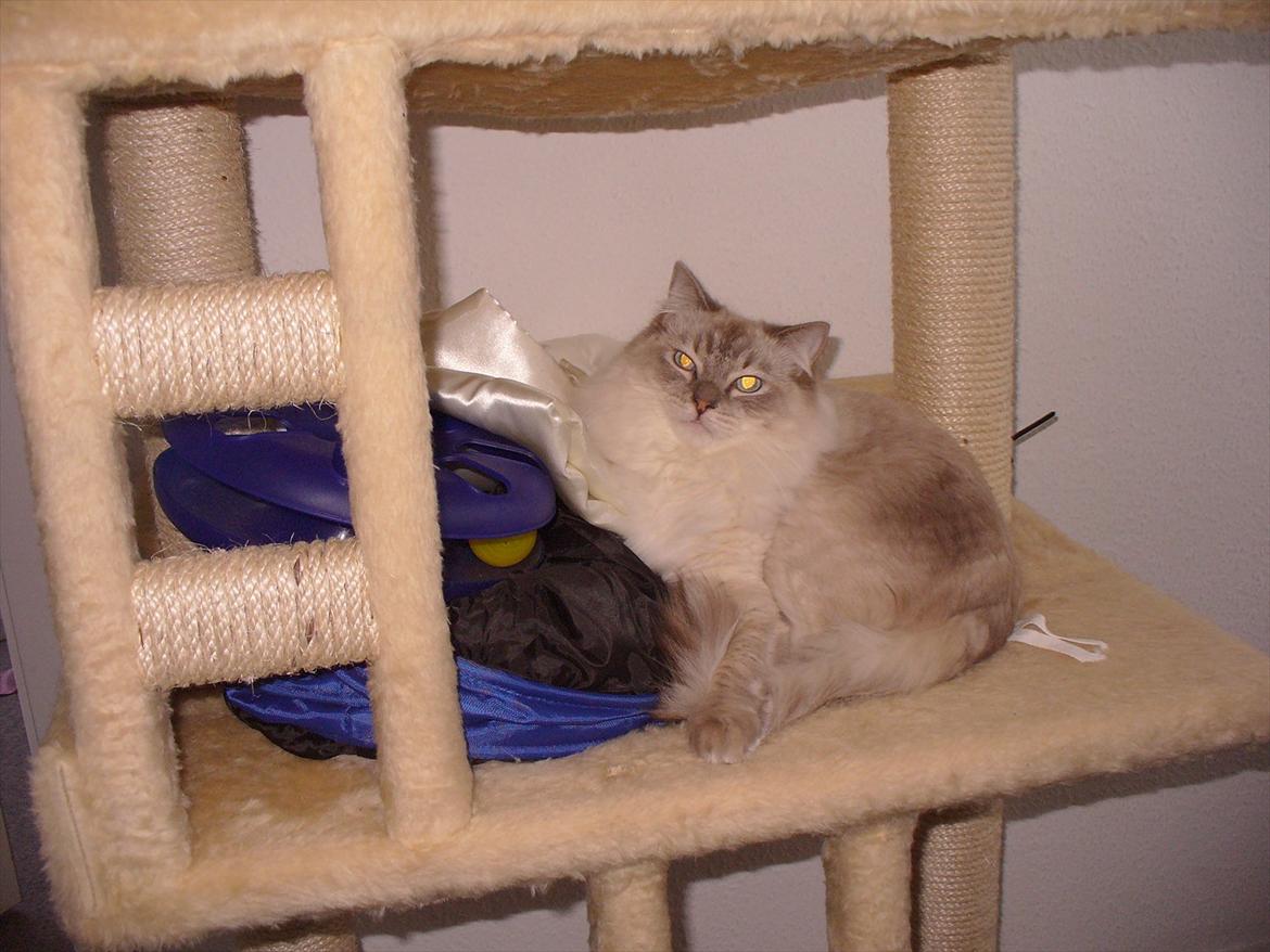 Ragdoll DK Wrensted Garcon Dolly billede 18